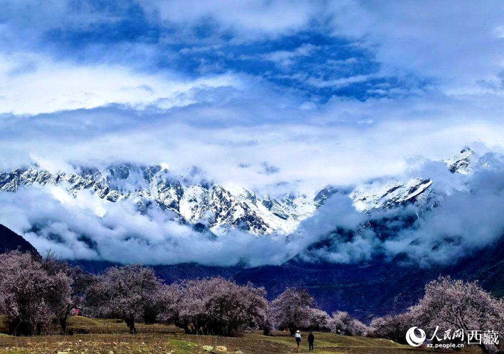 雪山下的桃花。人民網(wǎng) 李海霞攝