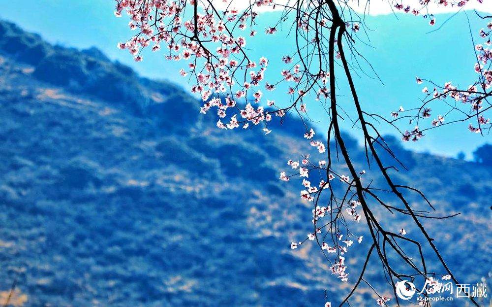 清麗的桃花。人民網(wǎng) 李海霞攝