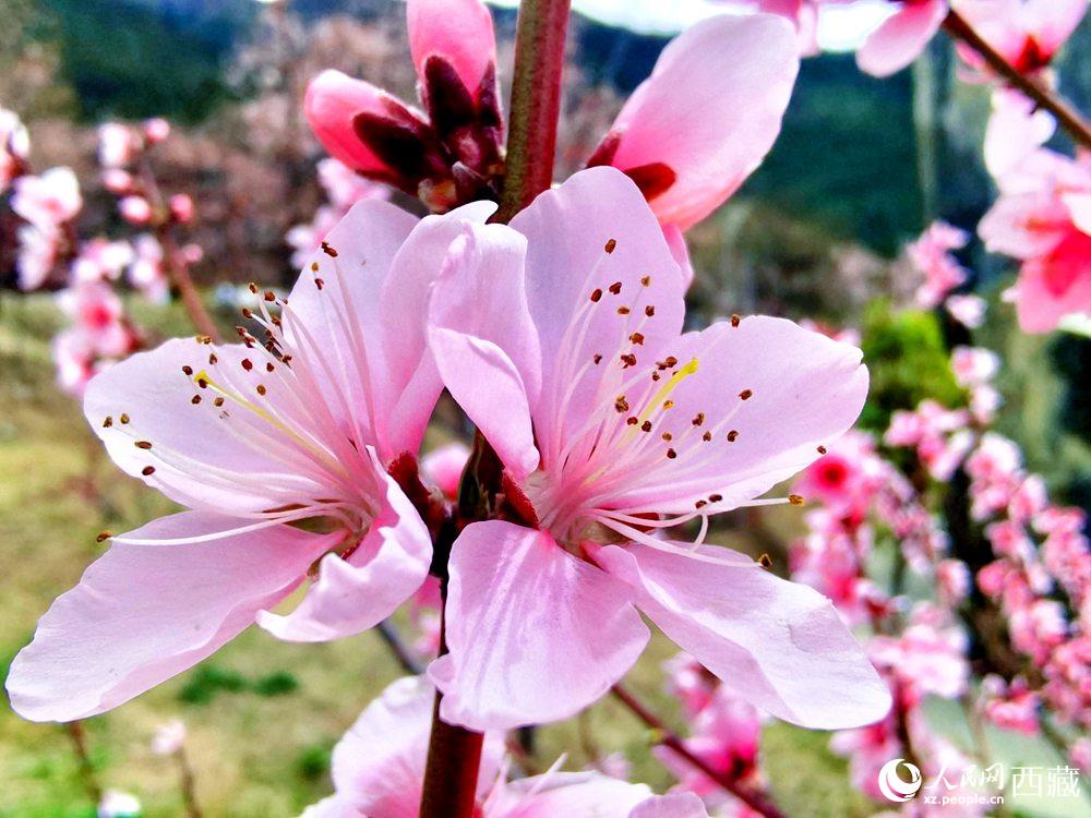 林芝桃花開。人民網(wǎng) 李海霞攝