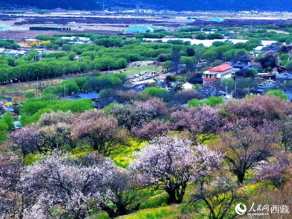 漫山開放的野桃花。人民網(wǎng) 李海霞攝