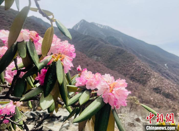 近日，西藏自治區(qū)山南市加查縣索囊溝的杜鵑花競(jìng)相綻放?！∪轿木?攝