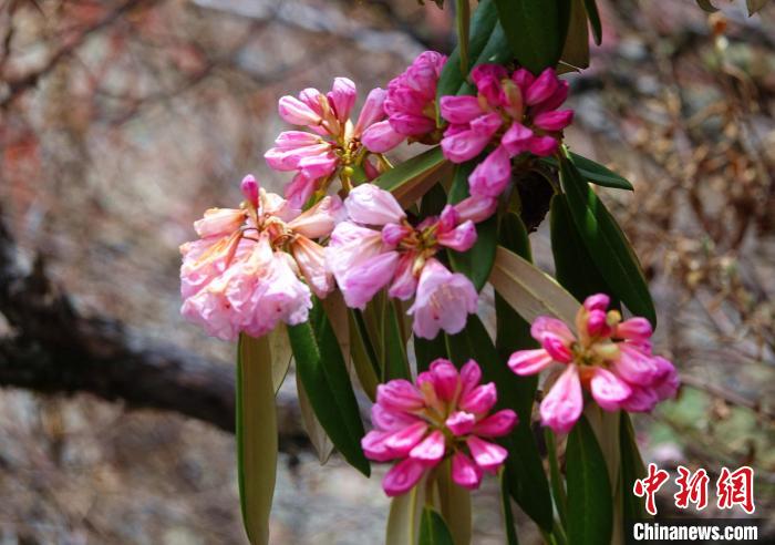 近日，西藏自治區(qū)山南市加查縣索囊溝的杜鵑花競(jìng)相綻放?！∪轿木?攝