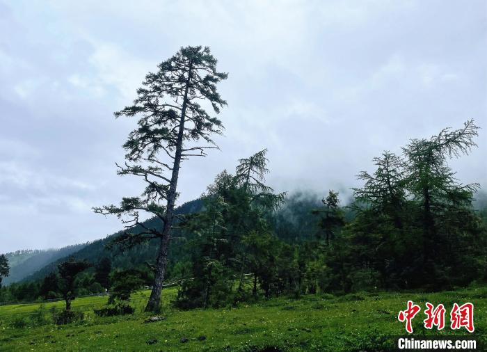 6月10日，魯朗小鎮(zhèn)高山牧場(chǎng)景區(qū)風(fēng)光。　冉文娟 攝