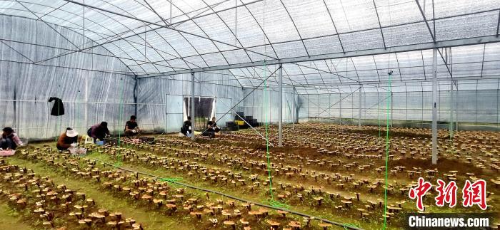 圖為紅太陽科技示范家庭農(nóng)場組織民眾采收靈芝?！∑酱胪喙﹫D