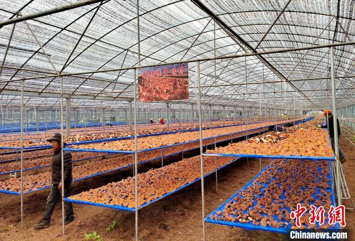 圖為紅太陽科技示范家庭農(nóng)場采收的靈芝?！∑酱胪喙﹫D
