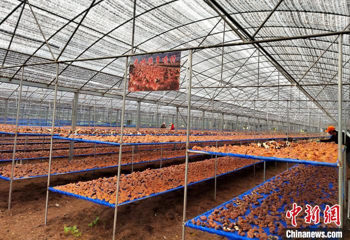 圖為紅太陽科技示范家庭農(nóng)場采收的靈芝。　平措旺青供圖