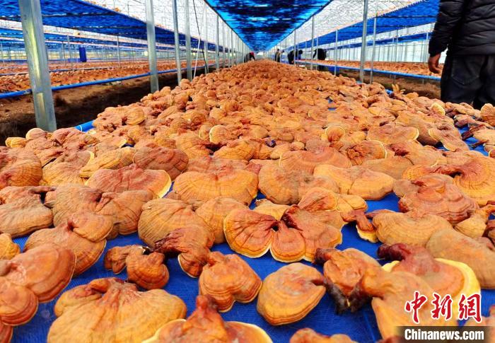 圖為紅太陽科技示范家庭農(nóng)場采收的靈芝。　平措旺青供圖