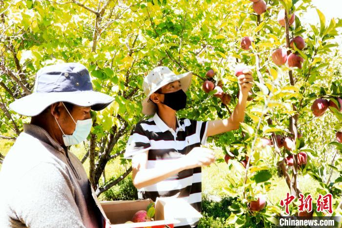 圖為西藏阿里札達(dá)縣底雅鄉(xiāng)村民在自家果園采摘果實(shí)?！“⑼?攝