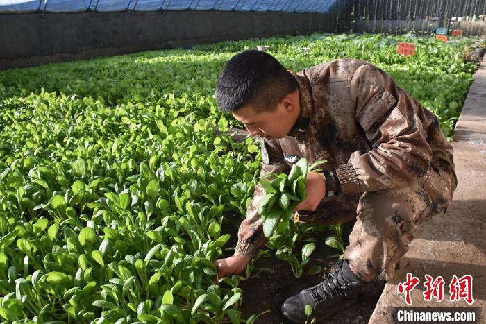 圖為阿里軍分區(qū)某邊防團官兵在溫室摘菜?！￡悋[岳 攝