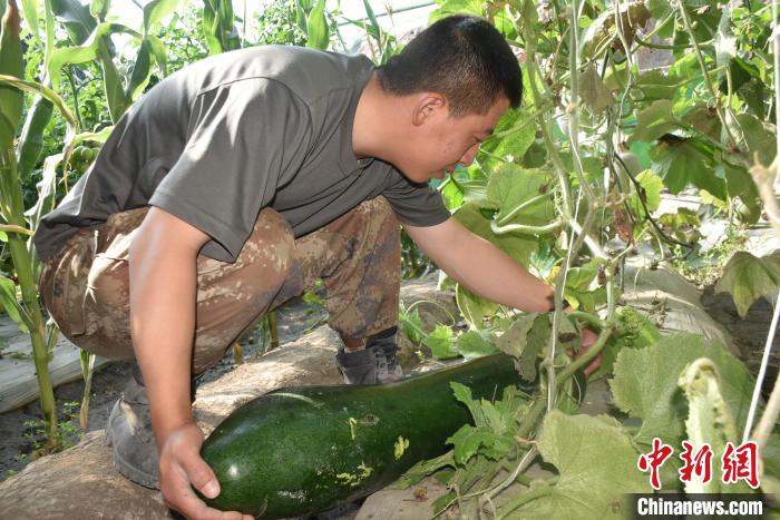 圖為阿里軍分區(qū)某邊防團官兵在溫室摘菜?！￡悋[岳 攝