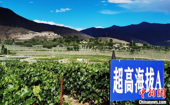 圖為桑日縣種植的葡萄?！∩侥仙Ｈ湛h委宣傳部提供