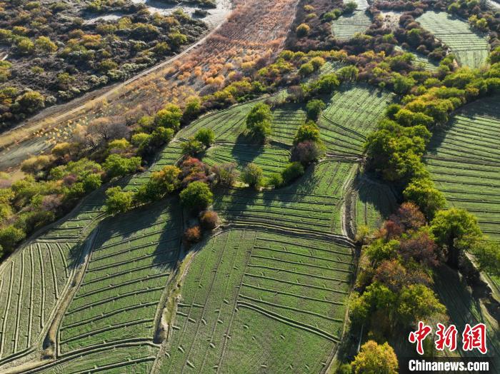 圖為11月8日，雅魯藏布江畔的高原梯田?！《拘?攝