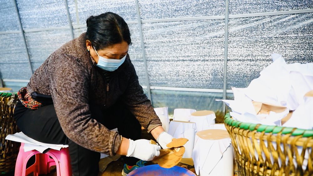 采收靈芝孢子粉。