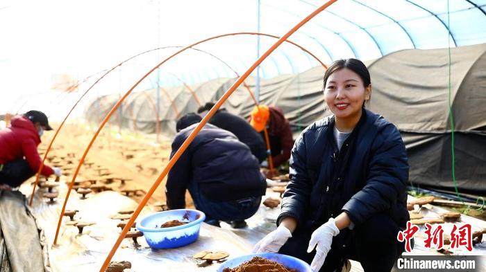 圖為農(nóng)民采收靈芝孢子粉?！∴嚢?攝