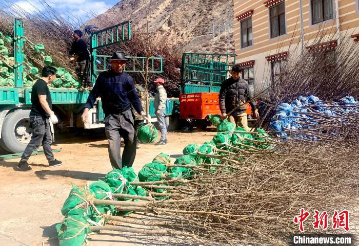 民眾搬運(yùn)苗木?！〔际忻⒖悼h委宣傳部供圖