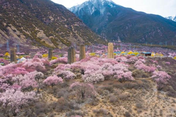 人間桃花源！林芝桃花有多絕？