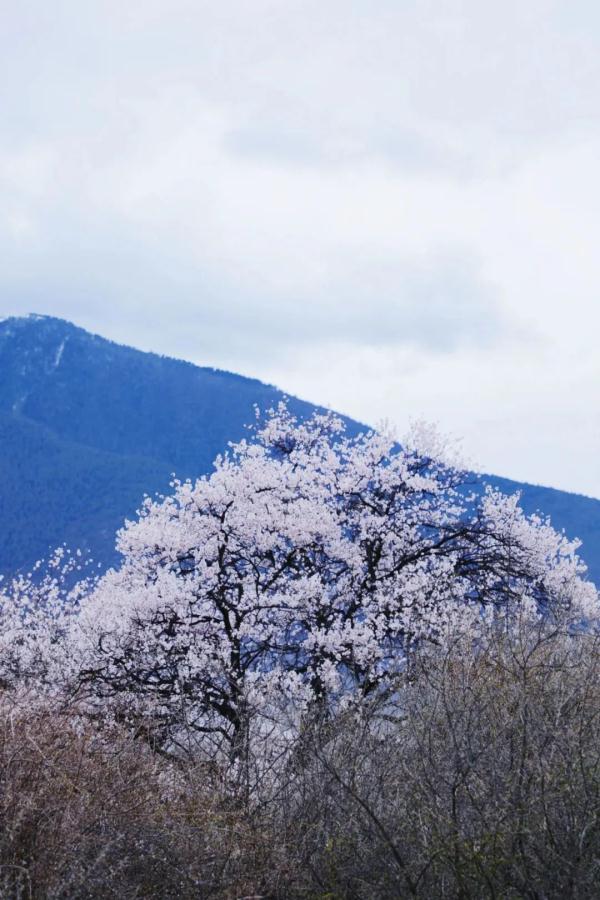 人間桃花源！林芝桃花有多絕？