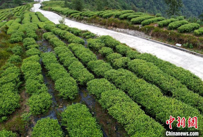 圖為西藏林芝市墨脫縣背崩鄉(xiāng)格林村山頂?shù)木坝^茶園。(無(wú)人機(jī)照片) 李林 攝