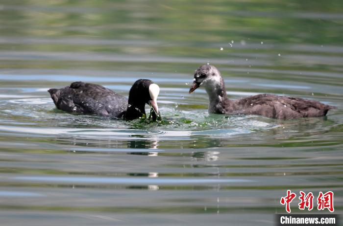 圖為6月22日，棲息在拉魯濕地內的古頂雞?！±盍?攝