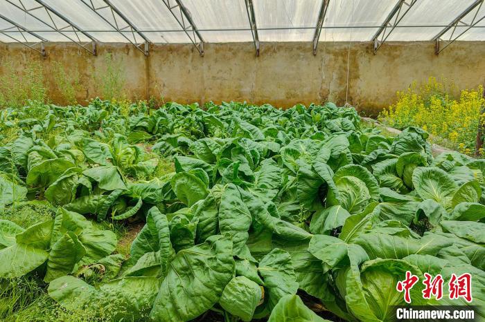 公珠湖執(zhí)勤點的大棚蔬菜，種菜是該執(zhí)勤點輪換民警們的日常?！↓埿▲P 攝