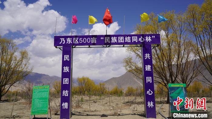 圖為“民族團結(jié)同心林”項目?！∧藮|融媒供圖