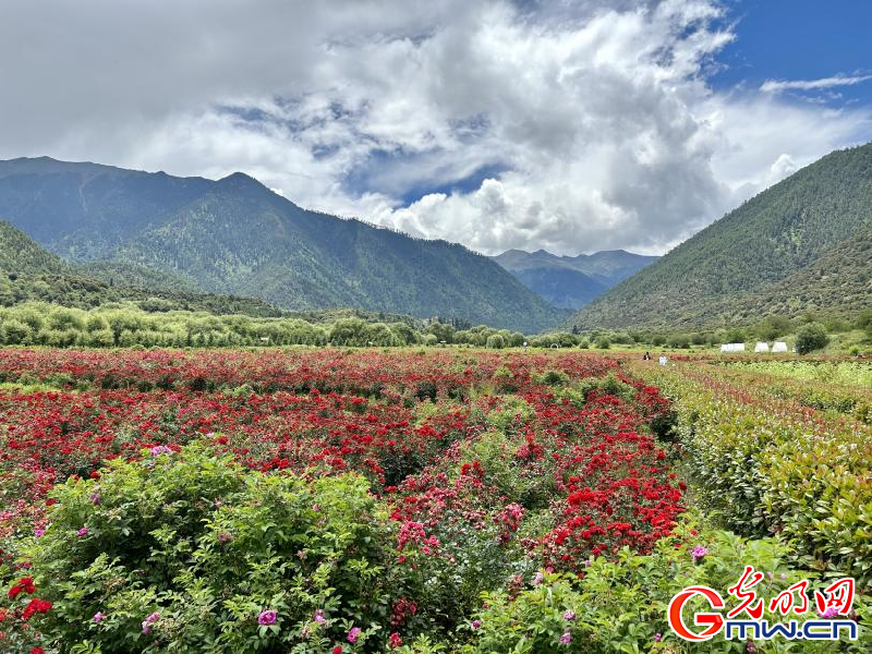 我們的家園丨工布花谷：高原花開香飄全國，產(chǎn)業(yè)經(jīng)濟(jì)增收致富