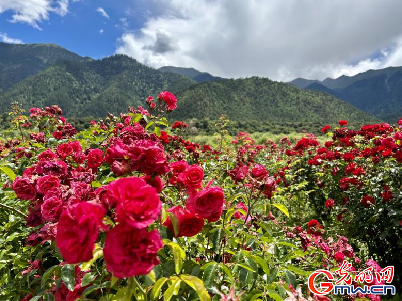 我們的家園丨工布花谷：高原花開香飄全國，產(chǎn)業(yè)經(jīng)濟(jì)增收致富