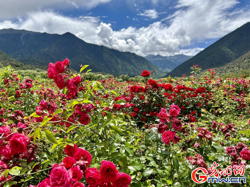 我們的家園丨【組圖】 綠水青山入畫，“金山銀山”筑起