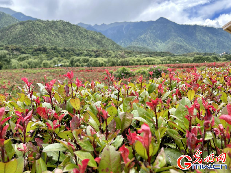 我們的家園丨【組圖】 綠水青山入畫，“金山銀山”筑起