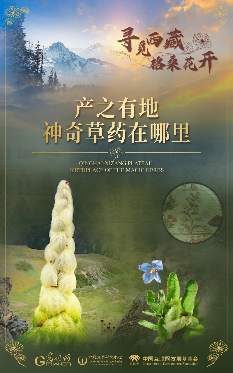 【尋覓西藏·格?；ㄩ_】產之有地：神奇草藥在哪里