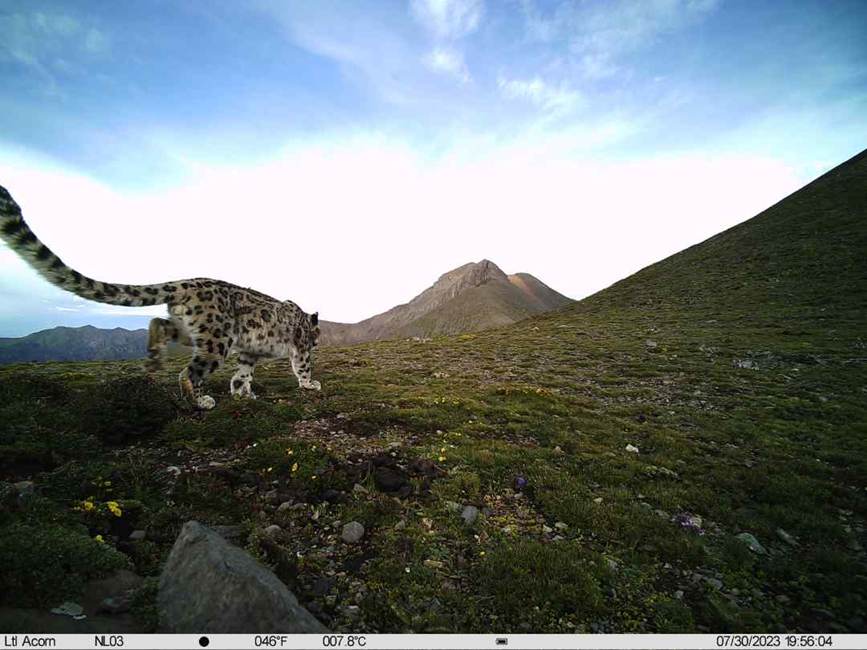 雪豹影像。山水自然保護(hù)中心供圖
