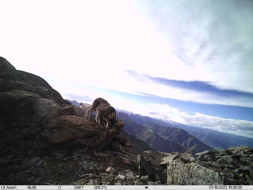 雪豹影像。山水自然保護(hù)中心供圖