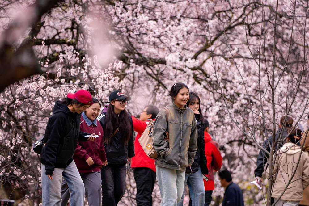 桃花盛開惹人醉，八方游客賞花來。徐馭堯攝