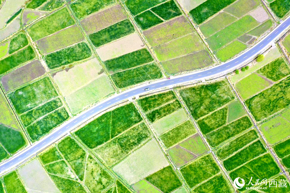 無(wú)人機(jī)視角下的西藏山南市瓊結(jié)農(nóng)田。人民網(wǎng)記者 次仁羅布攝