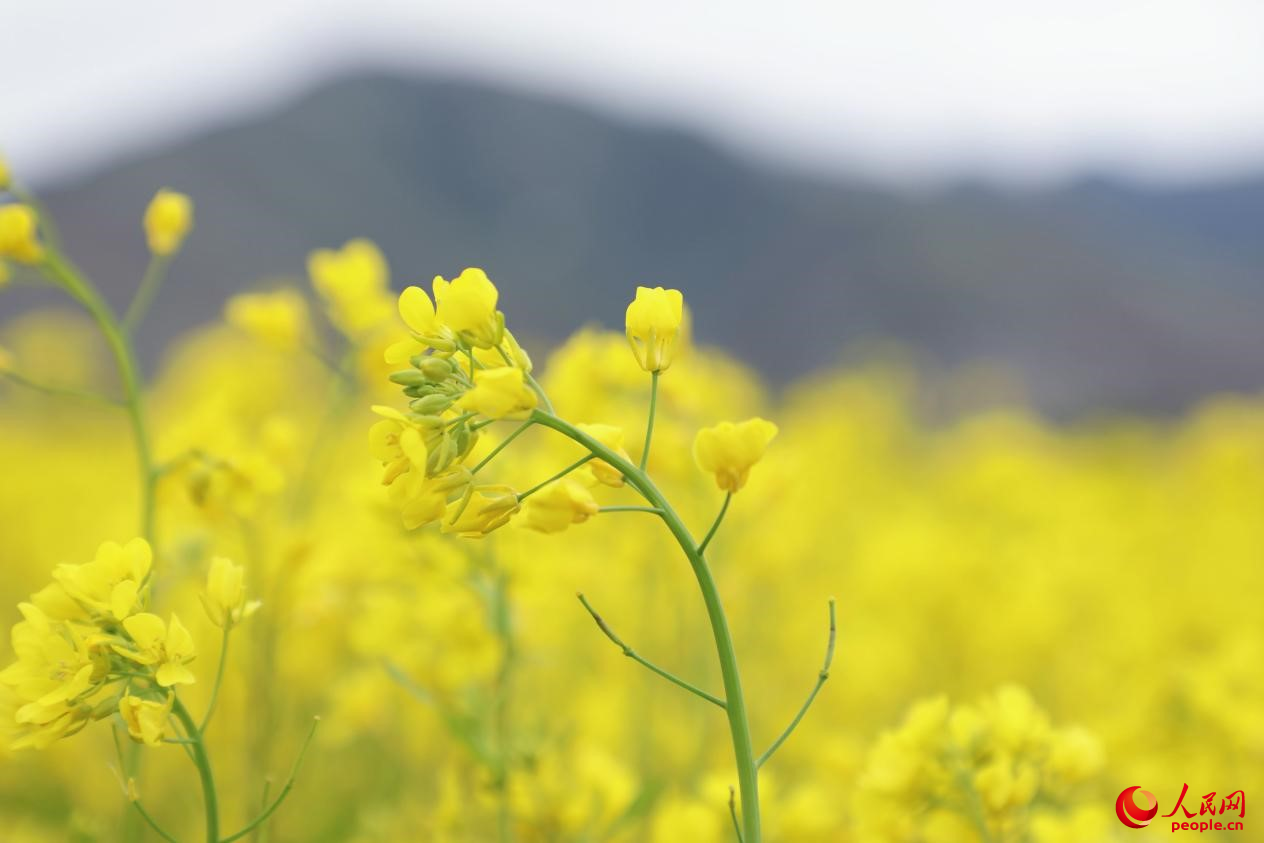 金色油菜花鋪滿大地。 人民網(wǎng) 李海霞攝