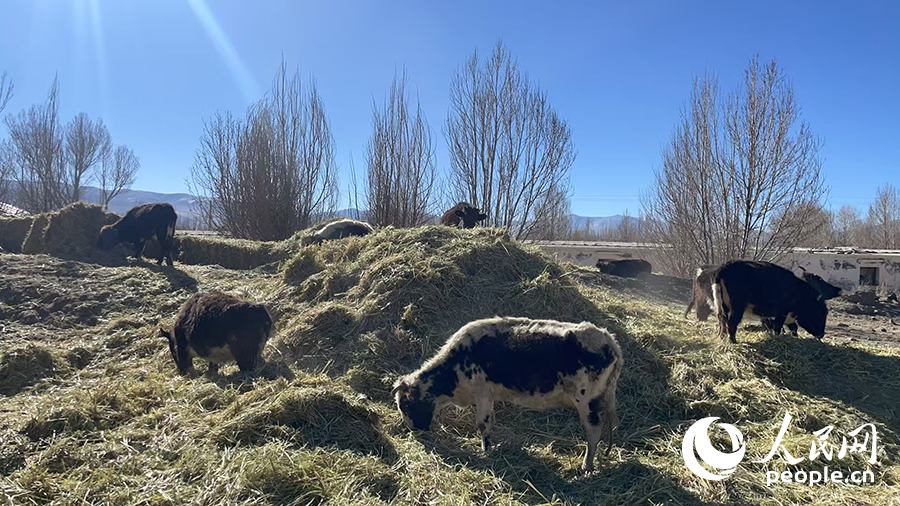 長所鄉(xiāng)森嘎村村民的牲畜在食用新鮮飼草。人民網記者 郝潔攝