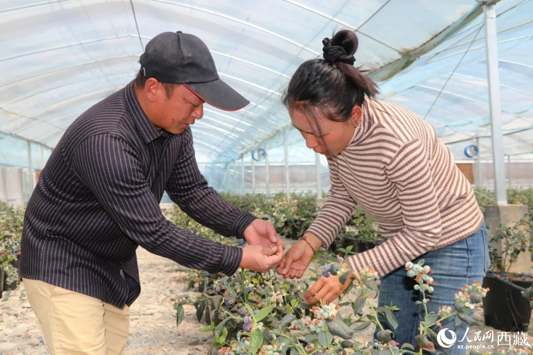 技術(shù)員劉家平和措姆在溫室大棚檢查藍莓的長勢。次仁龍布攝