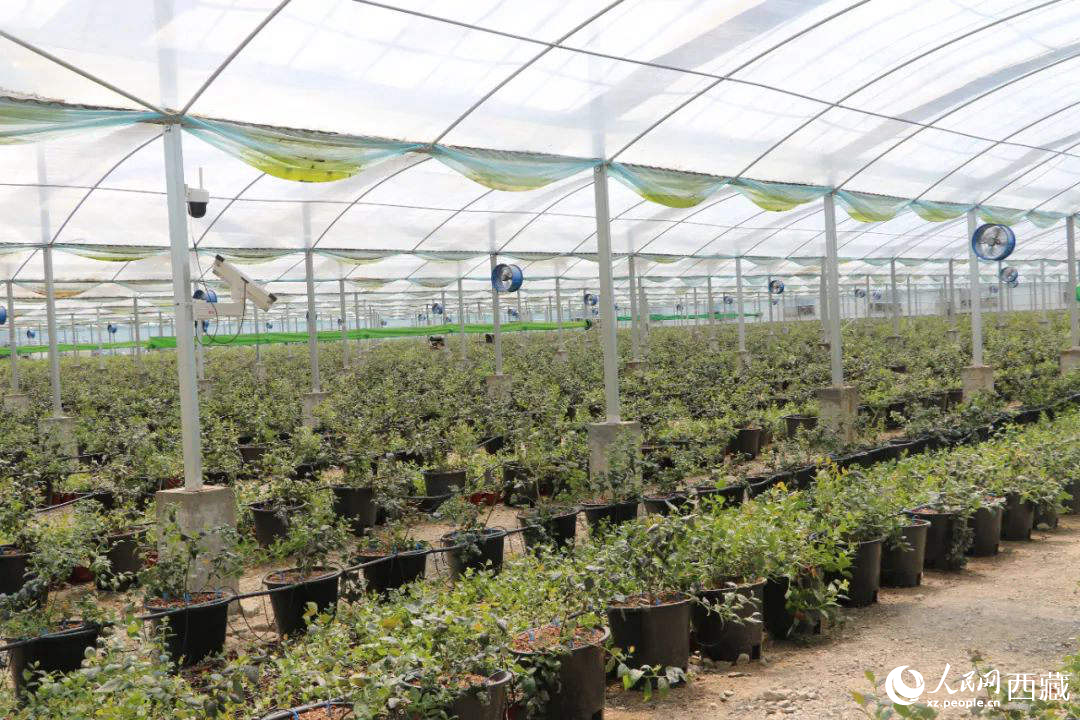 戈壁田園藍莓工業(yè)化種植基地。次仁龍布攝