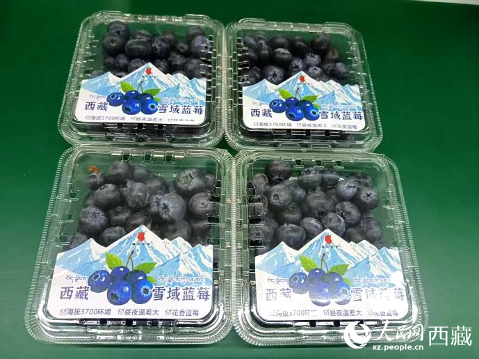 西藏雪域藍(lán)莓。羅雨欣攝