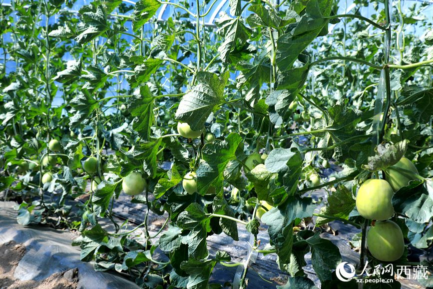 溫室中種植的瓜類作物果實累累。人民網(wǎng)記者 吳雨仁攝