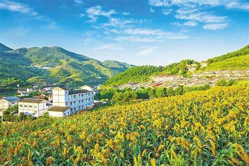 【理上網(wǎng)來o輝煌十九大】鄉(xiāng)村振興戰(zhàn)略：更綜合、全面、系統(tǒng)的發(fā)展戰(zhàn)略