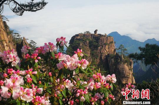 黃山風(fēng)景區(qū)“五一”小長(zhǎng)假客流、車流平穩(wěn)