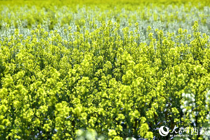 盛開(kāi)的小油菜花。人民網(wǎng) 李海霞攝