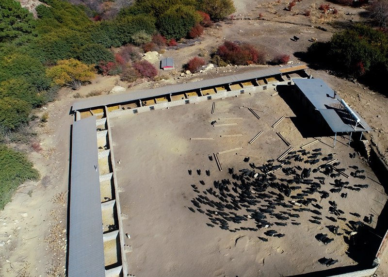 麥村藏香豬養(yǎng)殖基地。
