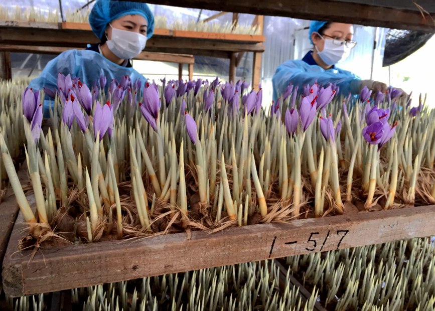 林芝天旺農(nóng)牧產(chǎn)品有限公司藏紅花種植基地工作人員采摘藏紅花。趙新民攝