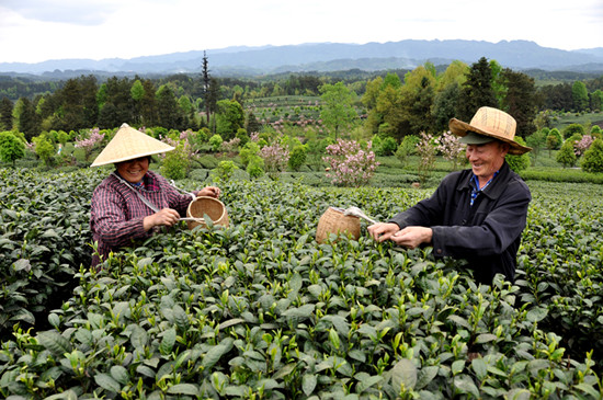 貴州省湄潭縣大力發(fā)展茶葉產(chǎn)業(yè)，60萬畝生態(tài)茶園實(shí)現(xiàn)了“綠水青山變成金山銀山”，生態(tài)與經(jīng)濟(jì)協(xié)調(diào)發(fā)展。圖為湄潭縣湄江街道金花村茶農(nóng)采茶 瞿欣含攝 _副本.jpg