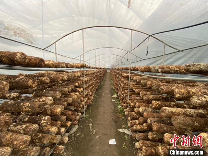 圖為基地里的食用菌菌棒?！Ⅸi 攝
