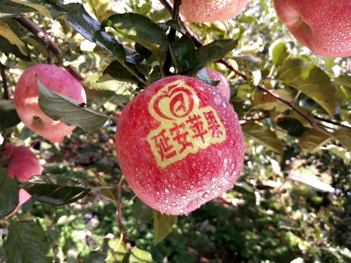 延安蘋果。柳林鎮(zhèn)果技站供圖。
