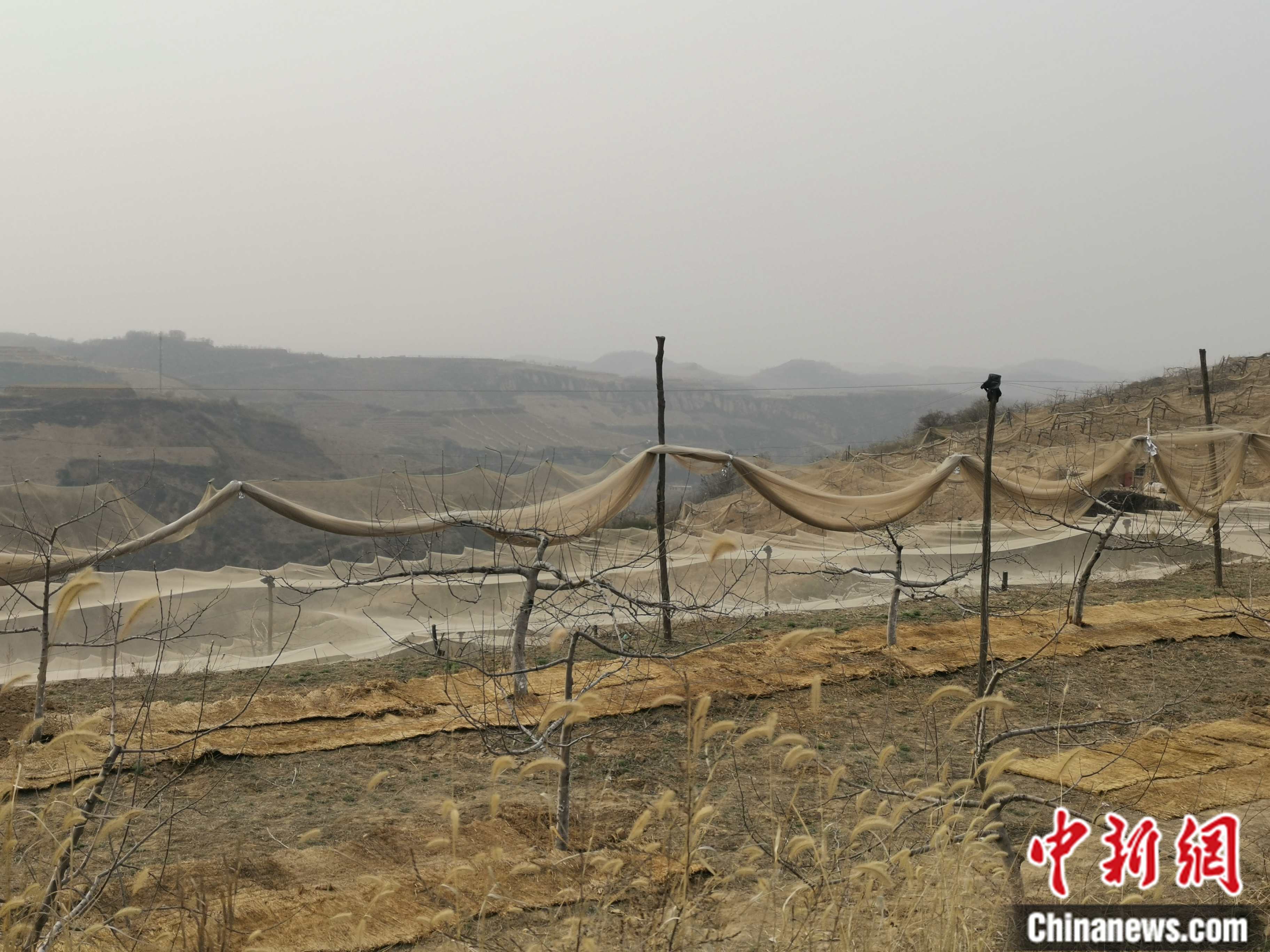 陜西省延安市寶塔區(qū)柳林鎮(zhèn)麻塔村蘋果園。 <a target='_blank'  ><p  align=