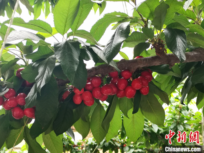 陜西省子長市盛宇現(xiàn)代農(nóng)業(yè)示范園內(nèi)，櫻桃鮮艷欲滴。<a target='_blank'  ><p  align=